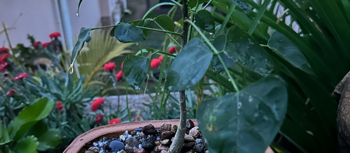 Bonsai - Brother